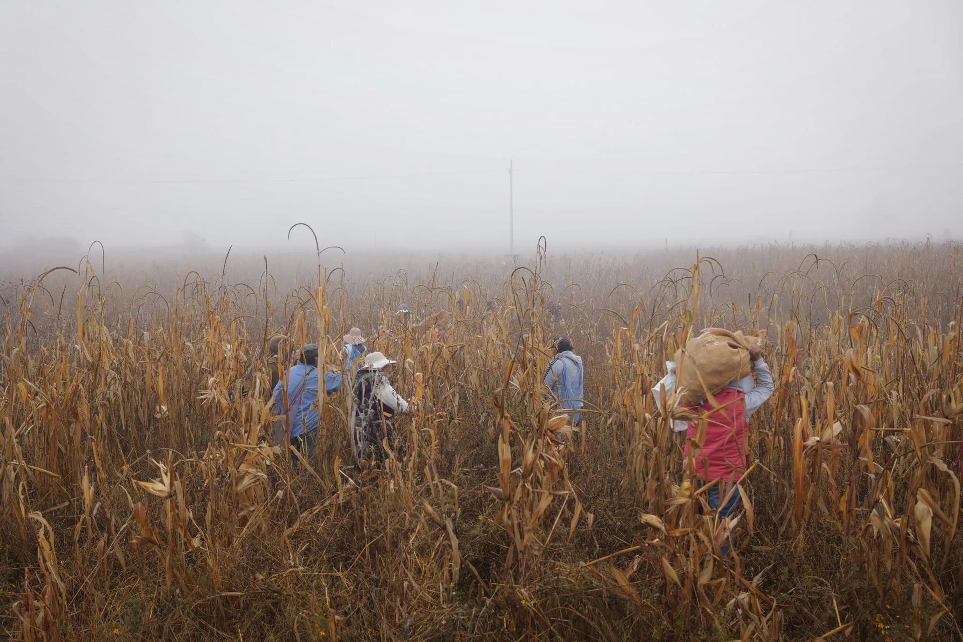 Field workers in misty corn