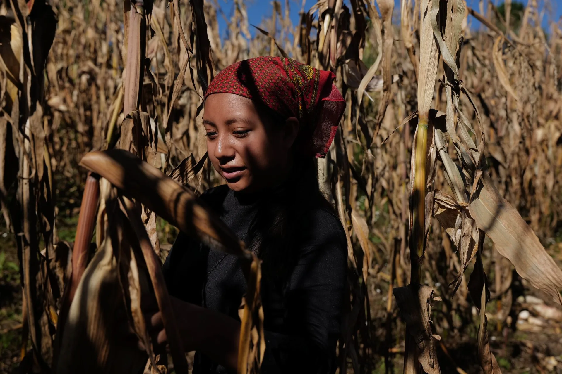 Woman in a red headscarf in a corn field